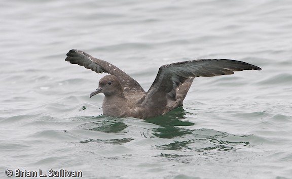 Sooty Shearwater