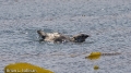 Ancient Murrelet