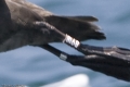 Black-footed Albatross