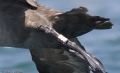 Black-footed Albatross