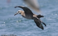 Black-footed Albatross