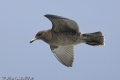 Heermann's Gull