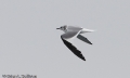 Sabine's Gull