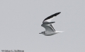 Sabine's Gull