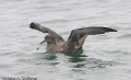 Sooty Shearwater