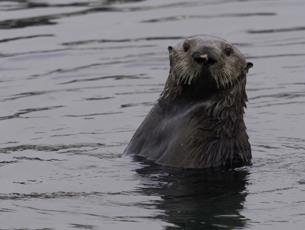 Sea Otter