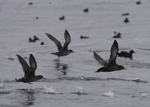 Sooty Shearwater