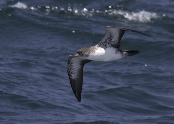 Pink-footed Shearwater