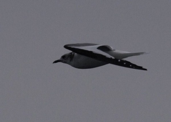 Sabine's Gull