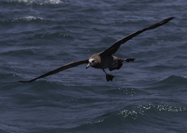 Black-footed Albatross