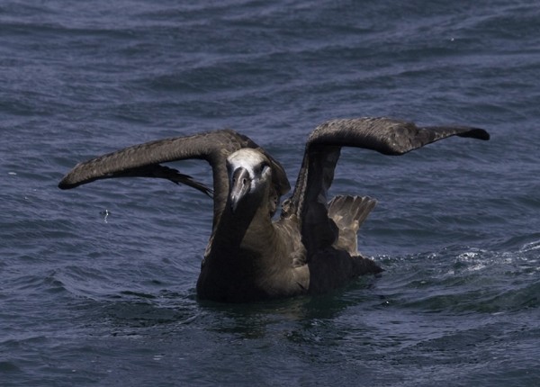 Black-footed Albatross