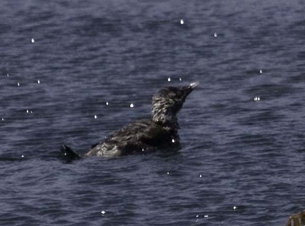 Ancient Murrelet