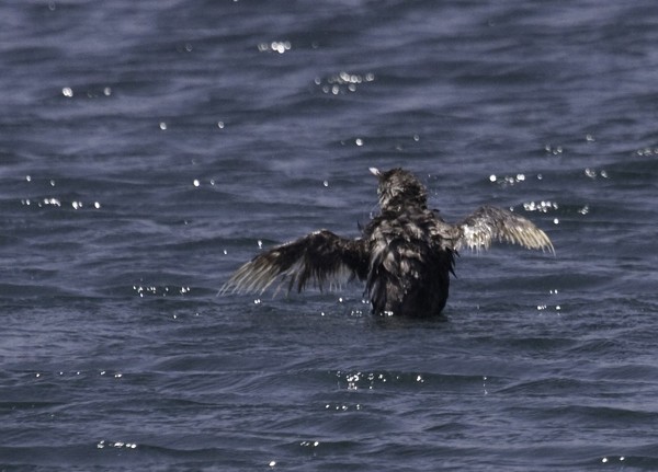 Ancient Murrelet