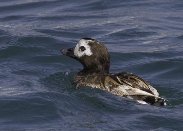 Long-tailed Duck