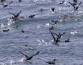 Sooty Shearwater