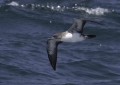 Pink-footed Shearwater