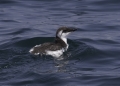 Common Murre