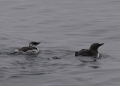 Common Murre