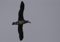 Black-footed Albatross