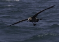 Black-footed Albatross