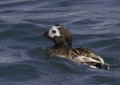 Long-tailed Duck