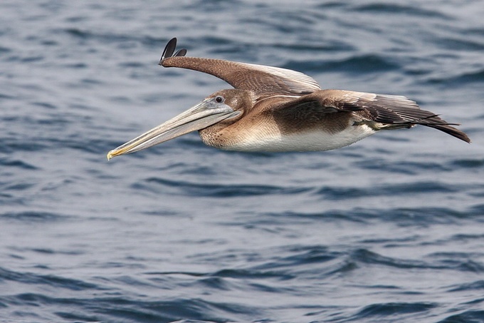 Brown Pelican