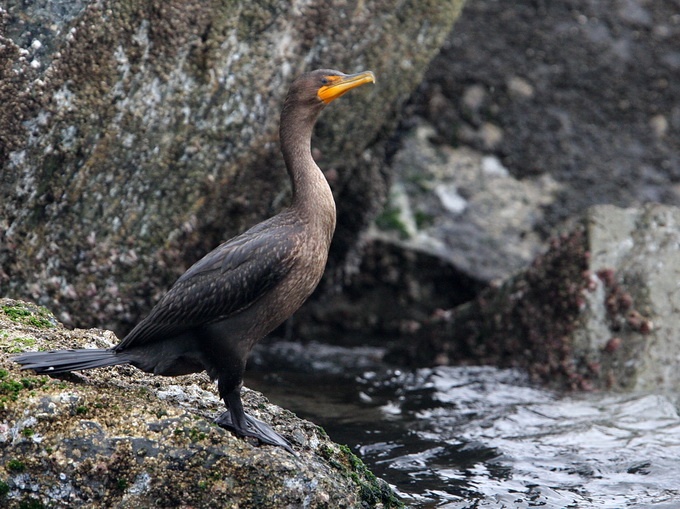 Double-crested Cormorant