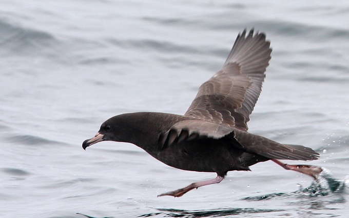Flesh-footed Shearwater