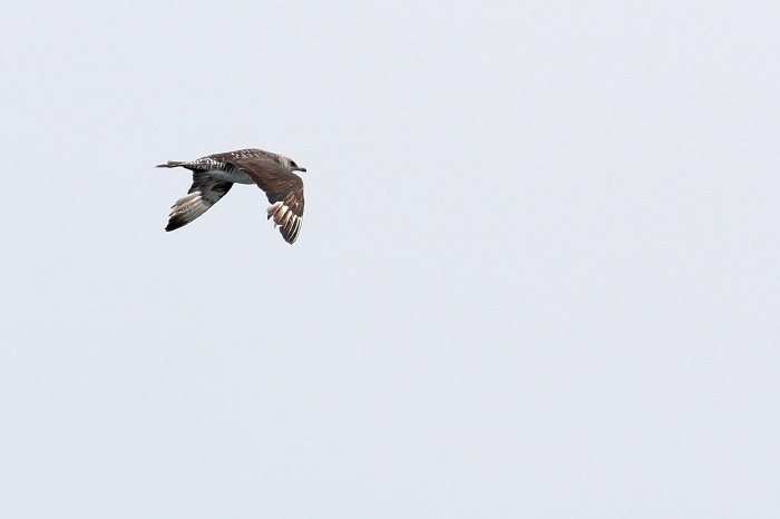 Pomarine Jaeger