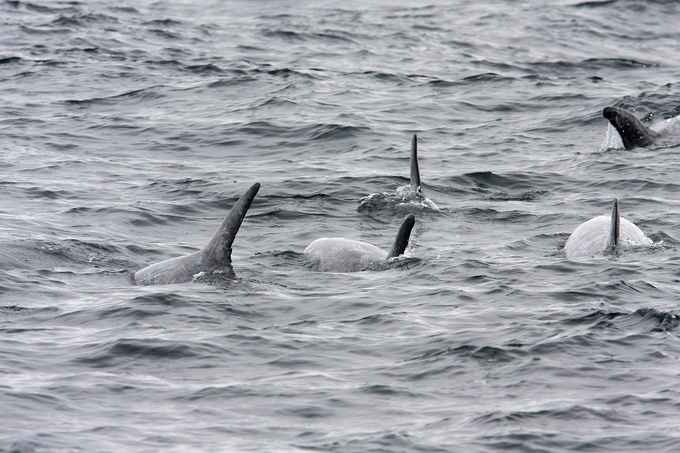Risso's Dolphins