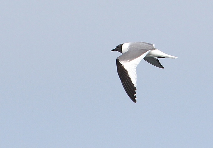 Sabine's Gull