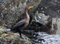 Double-crested Cormorant