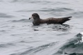Flesh-footed Shearwater