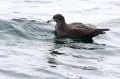 Flesh-footed Shearwater