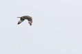 Pomarine Jaeger