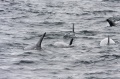 Risso's Dolphins