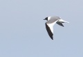 Sabine's Gull