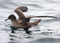 Sooty Shearwater