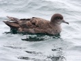 Sooty Shearwater