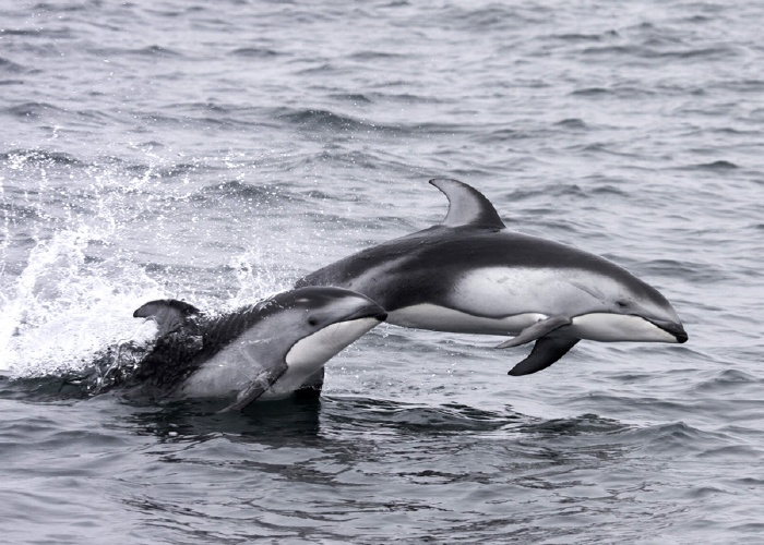 Pacific White-sided Dolphin