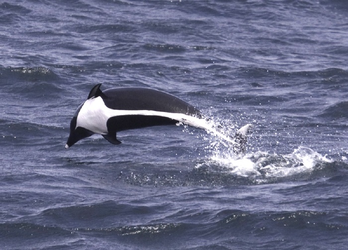  Northern Rightwhale Dolphin