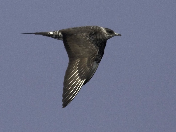 Parasitic Jaeger