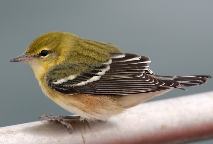 Bay-breasted Warbler