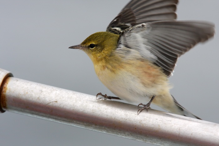 Bay-breasted Warbler