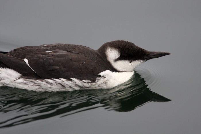 Common Murre