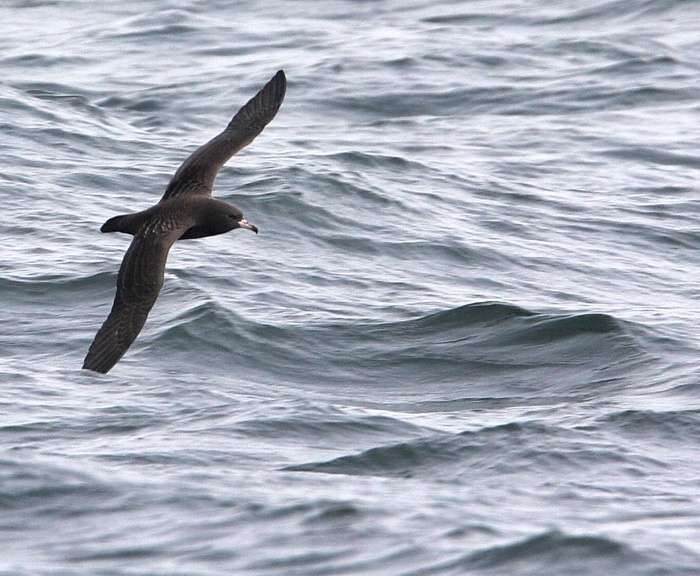 Flesh-footed Shearwater