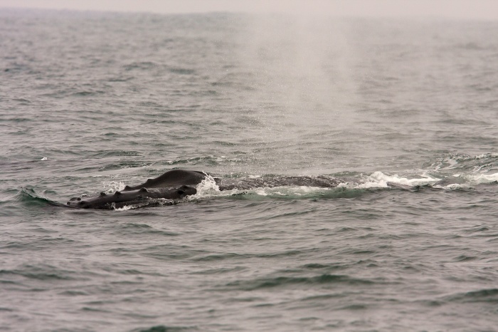Humpback Whale