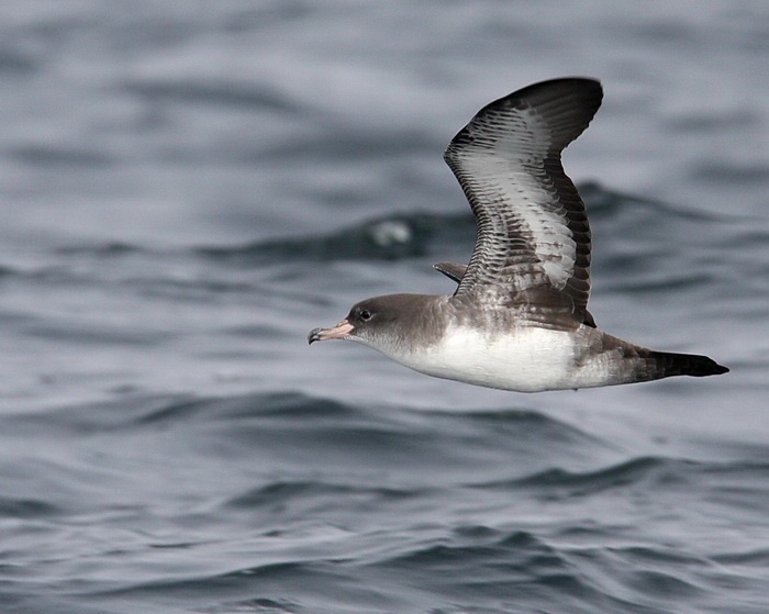 Pink-footed Shearwater