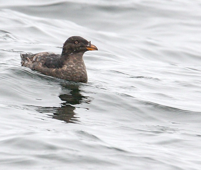 Rhinocerous Auklet