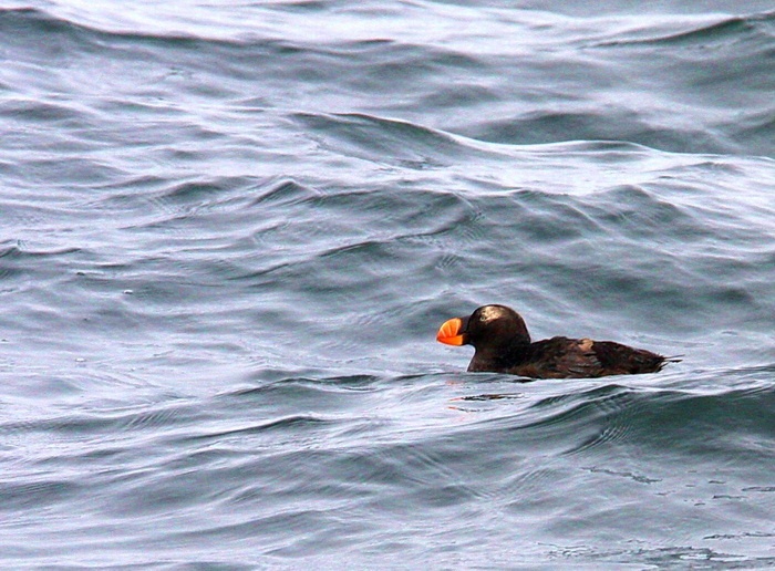 Tufted Puffin